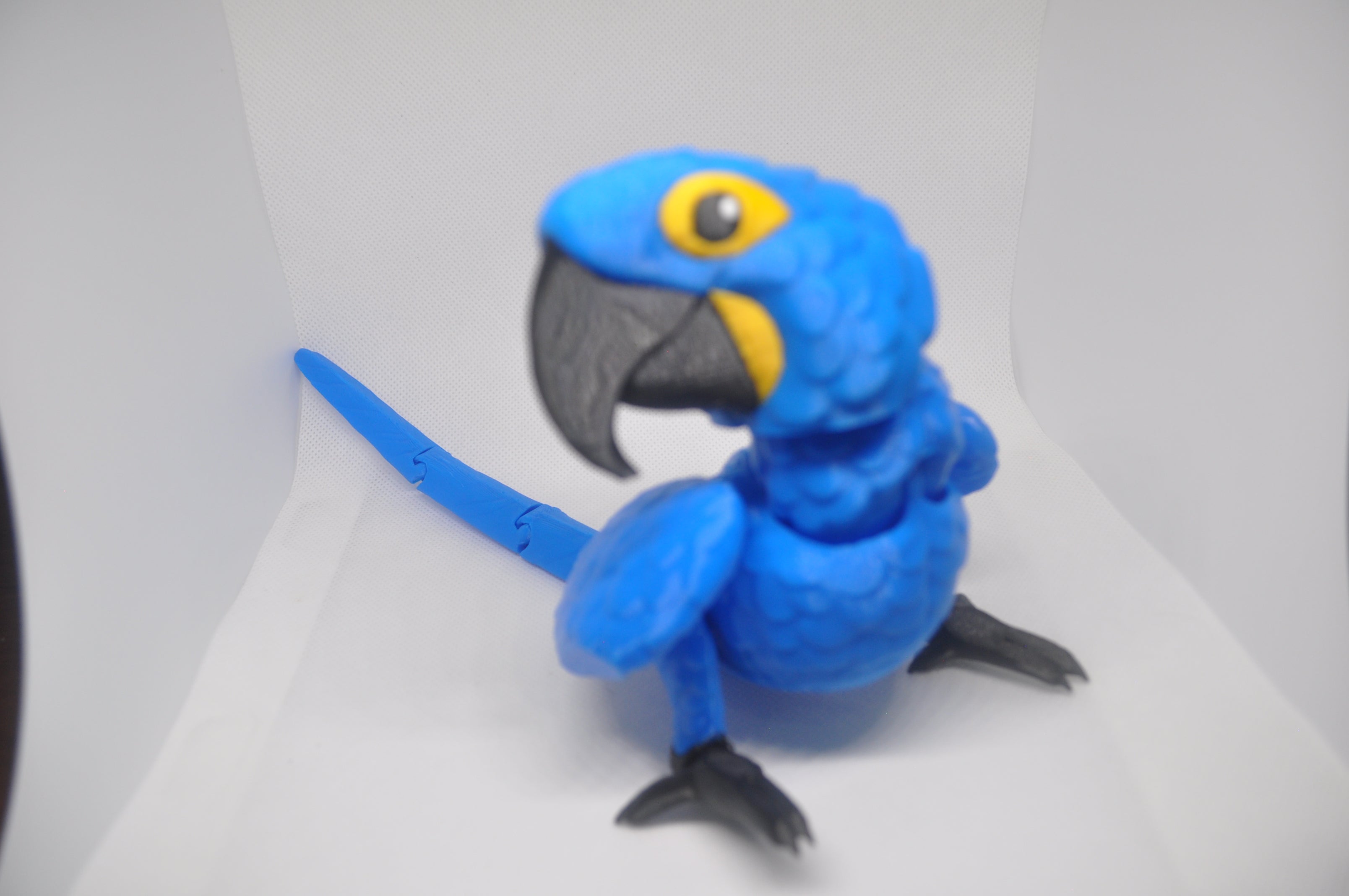 Macaw