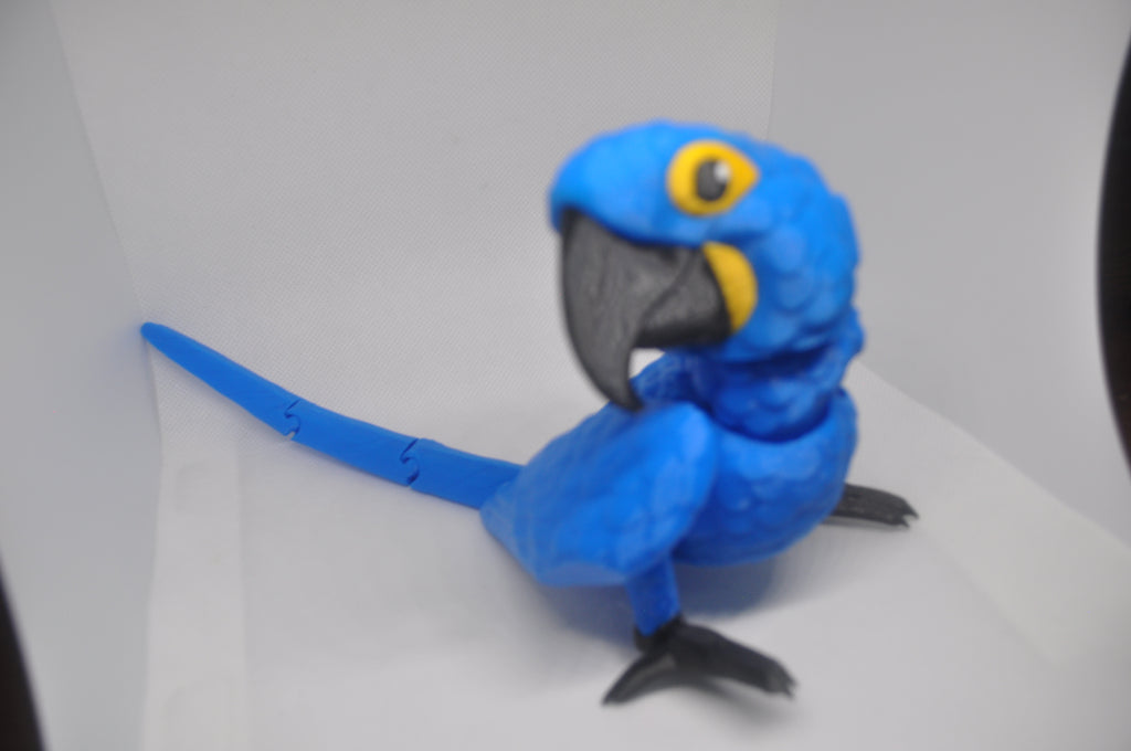 Macaw