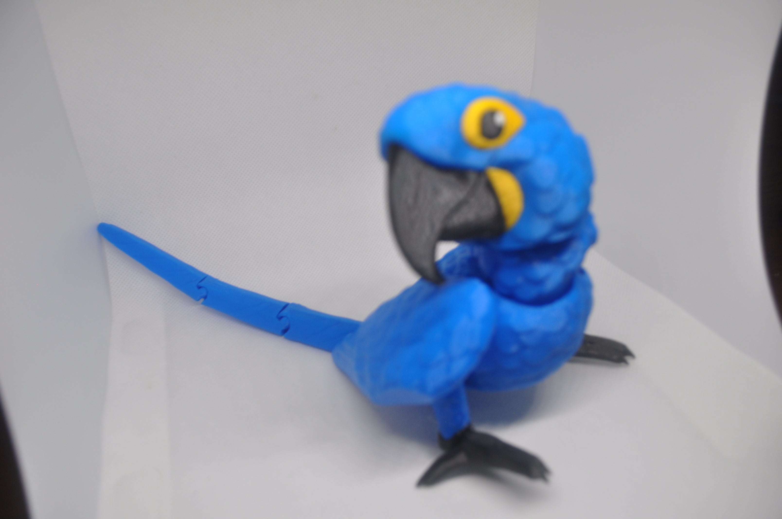 Macaw