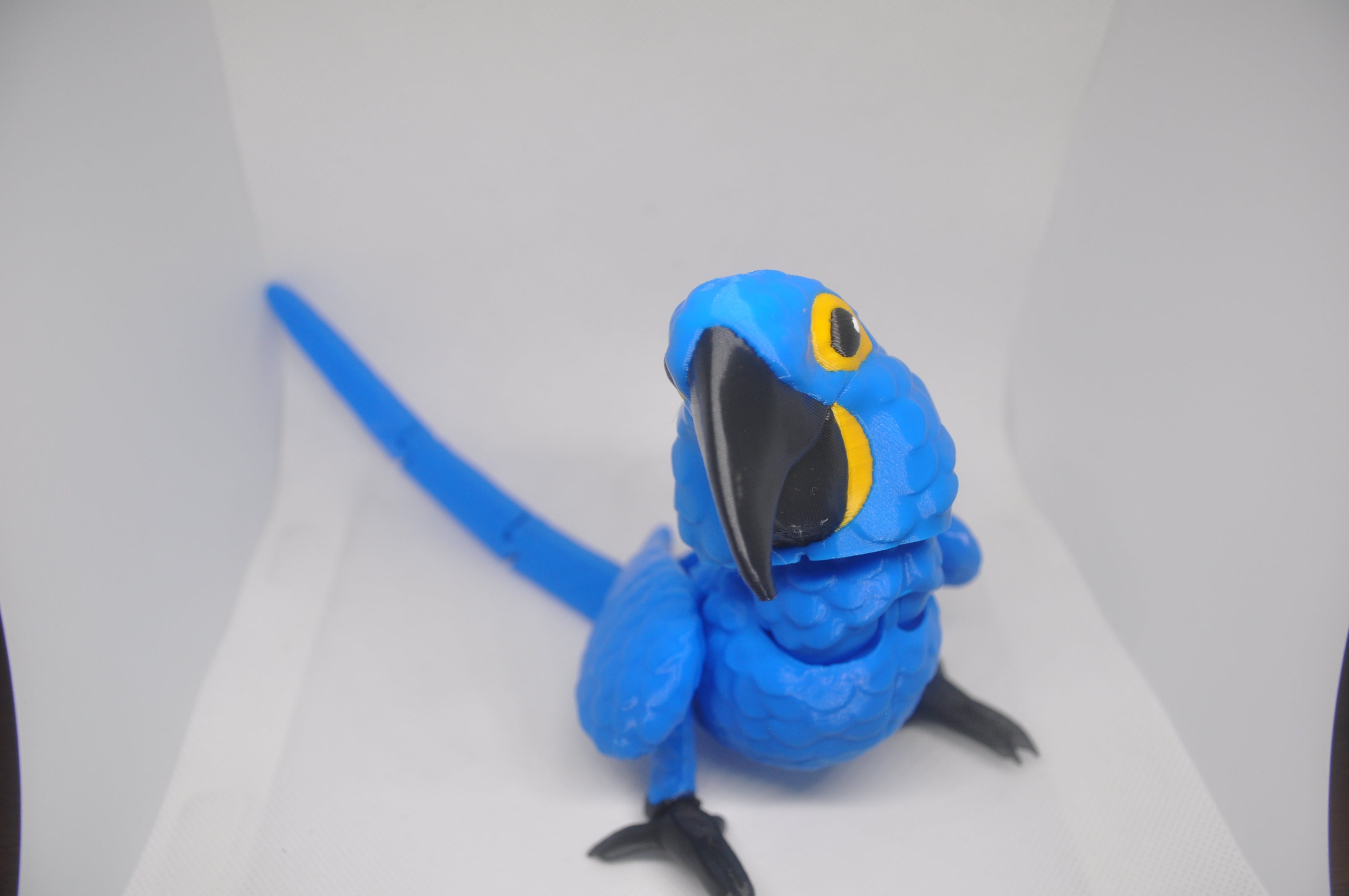 Macaw