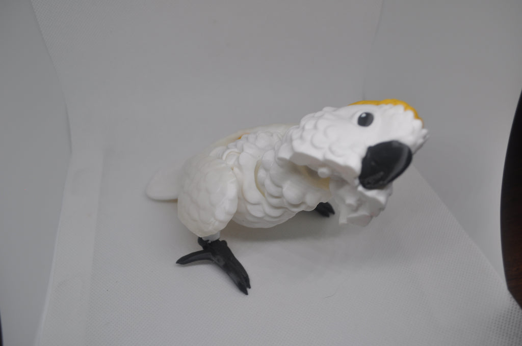Cockatoo