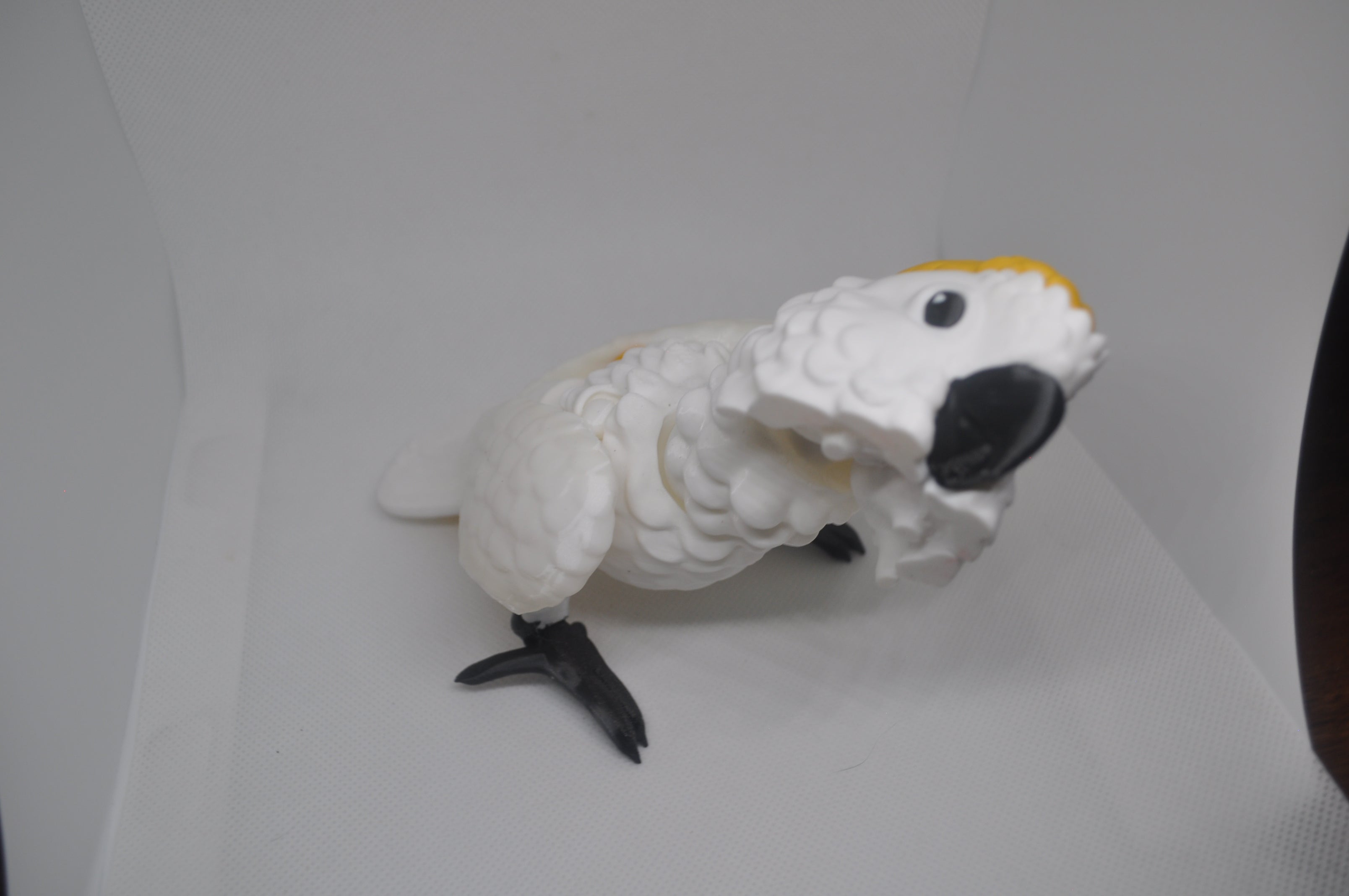 Cockatoo