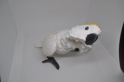 Cockatoo