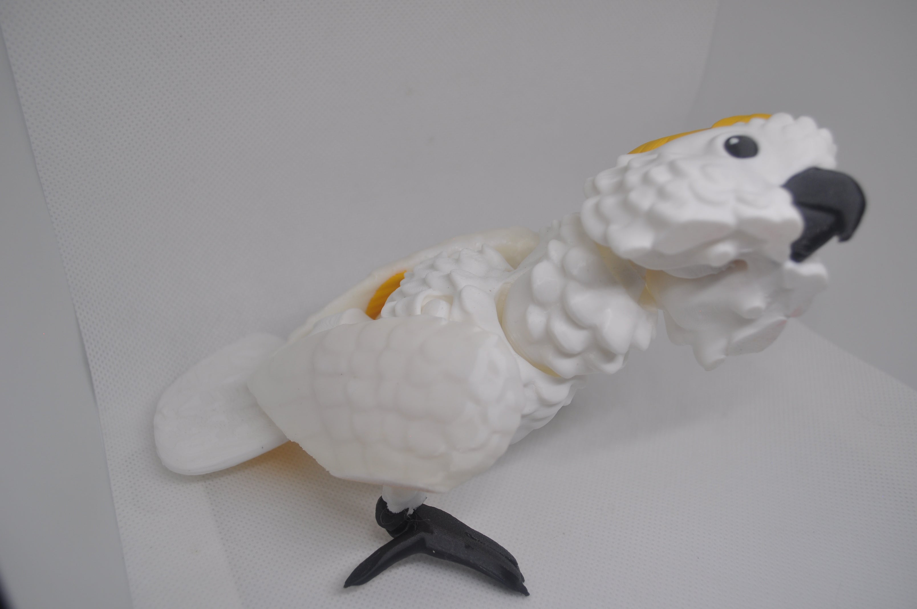 Cockatoo