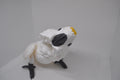 Cockatoo