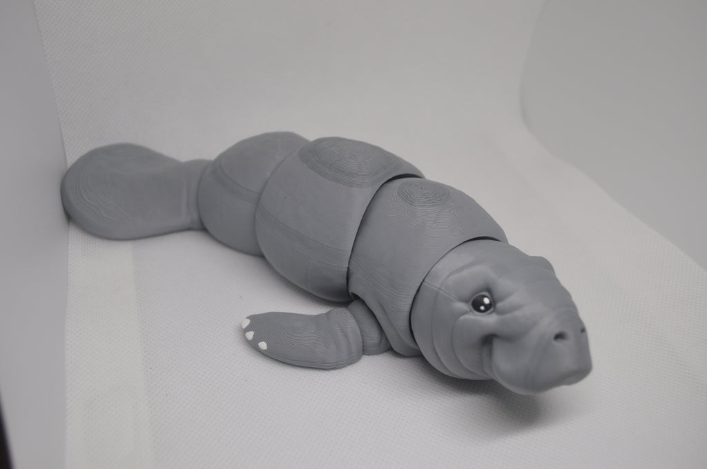 Manatee/ sea cow