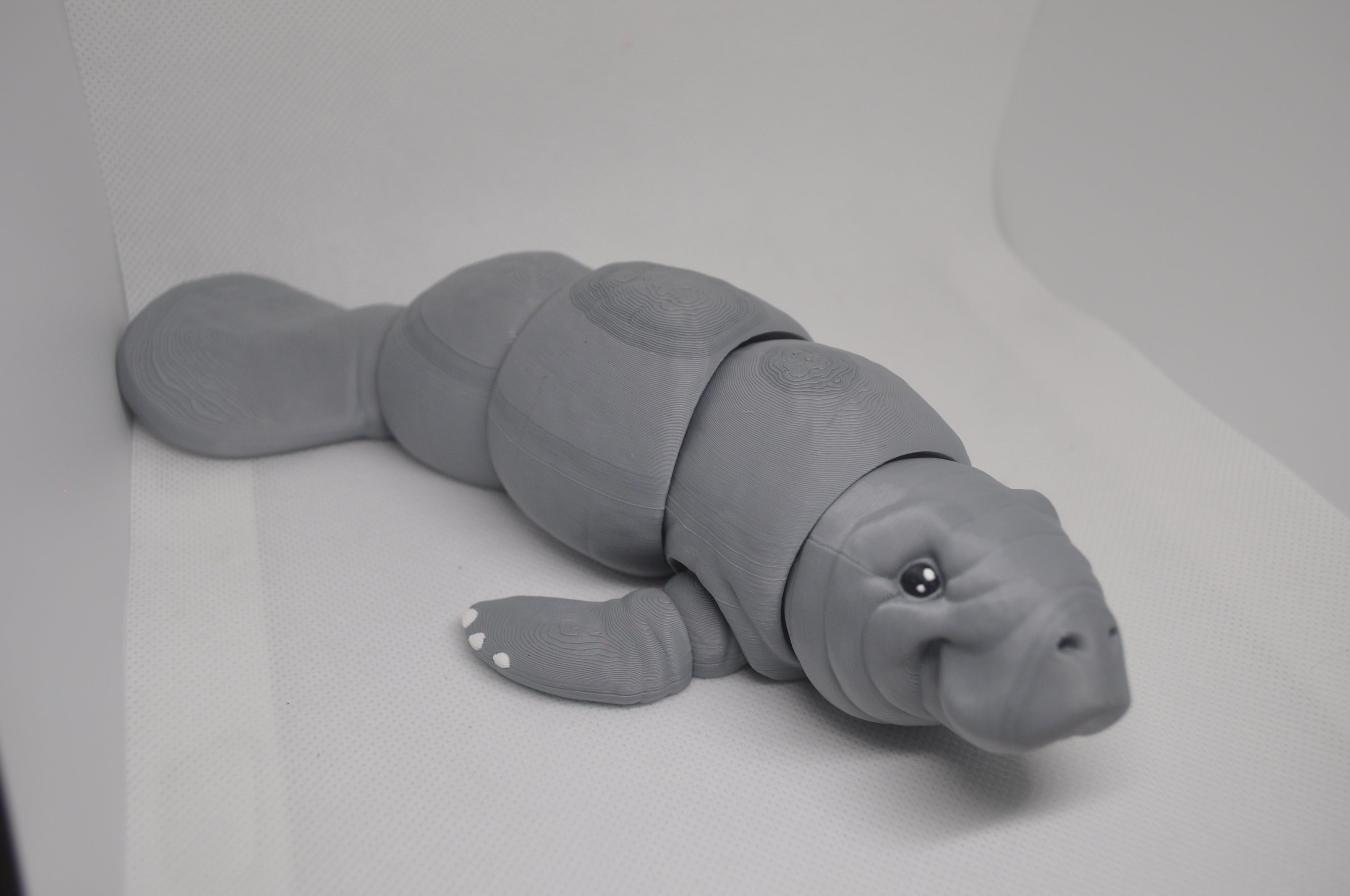 Manatee/ sea cow
