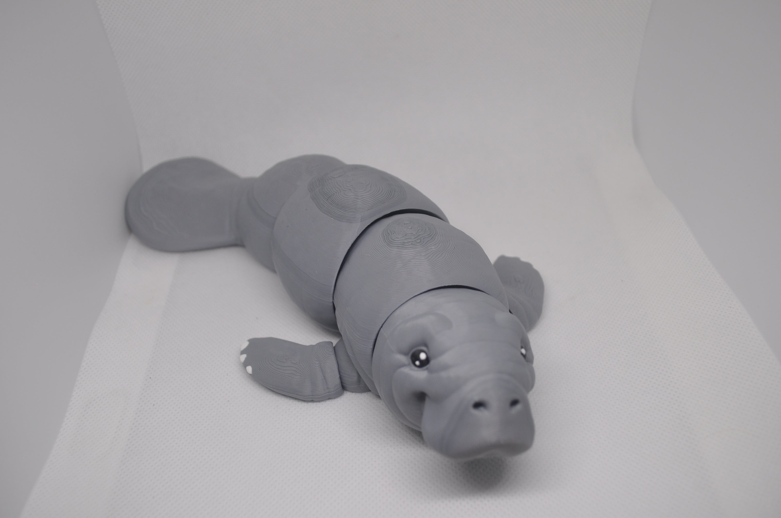 Manatee/ sea cow