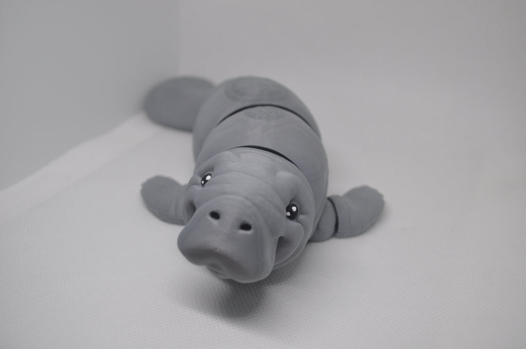 Manatee/ sea cow