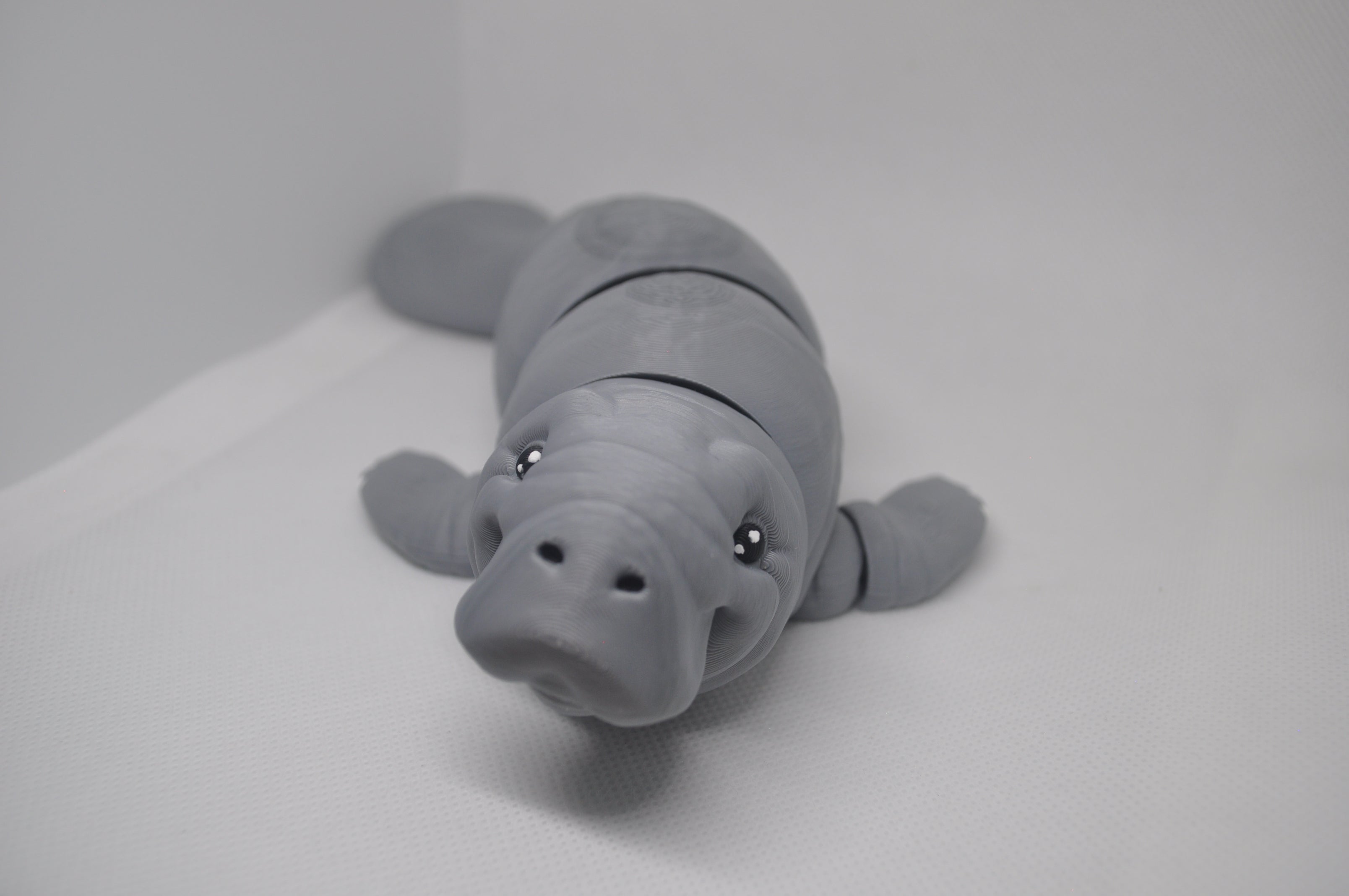 Manatee/ sea cow