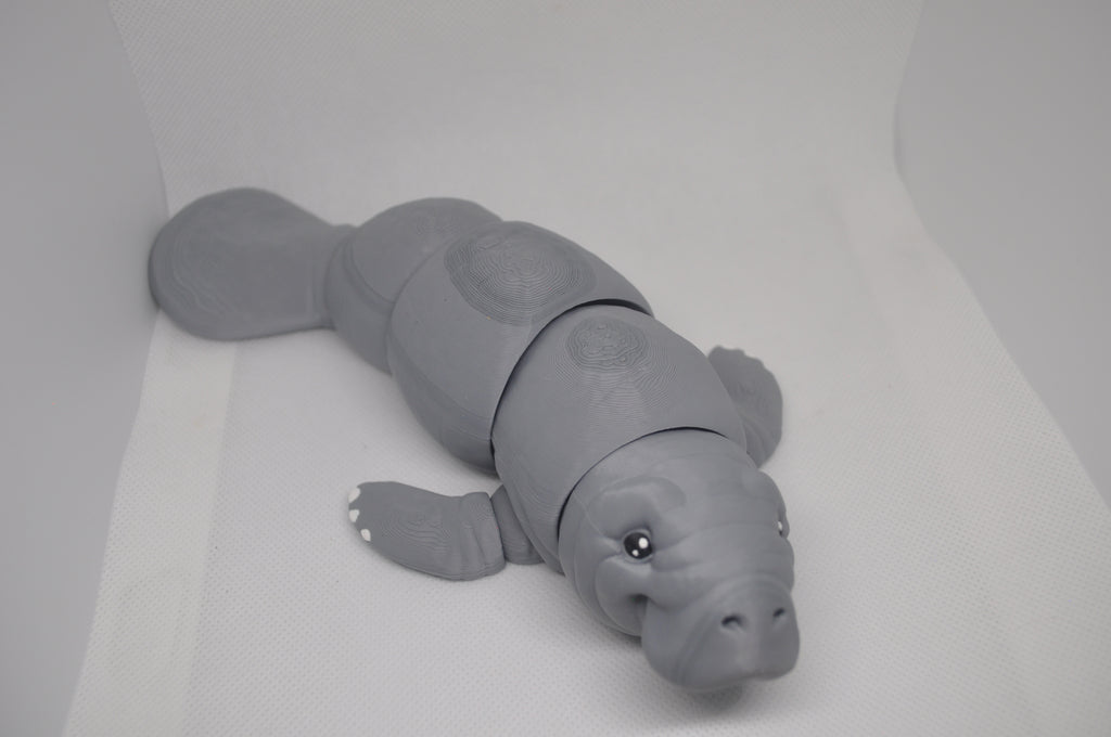 Manatee/ sea cow