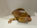 roxy the bearded dragon
