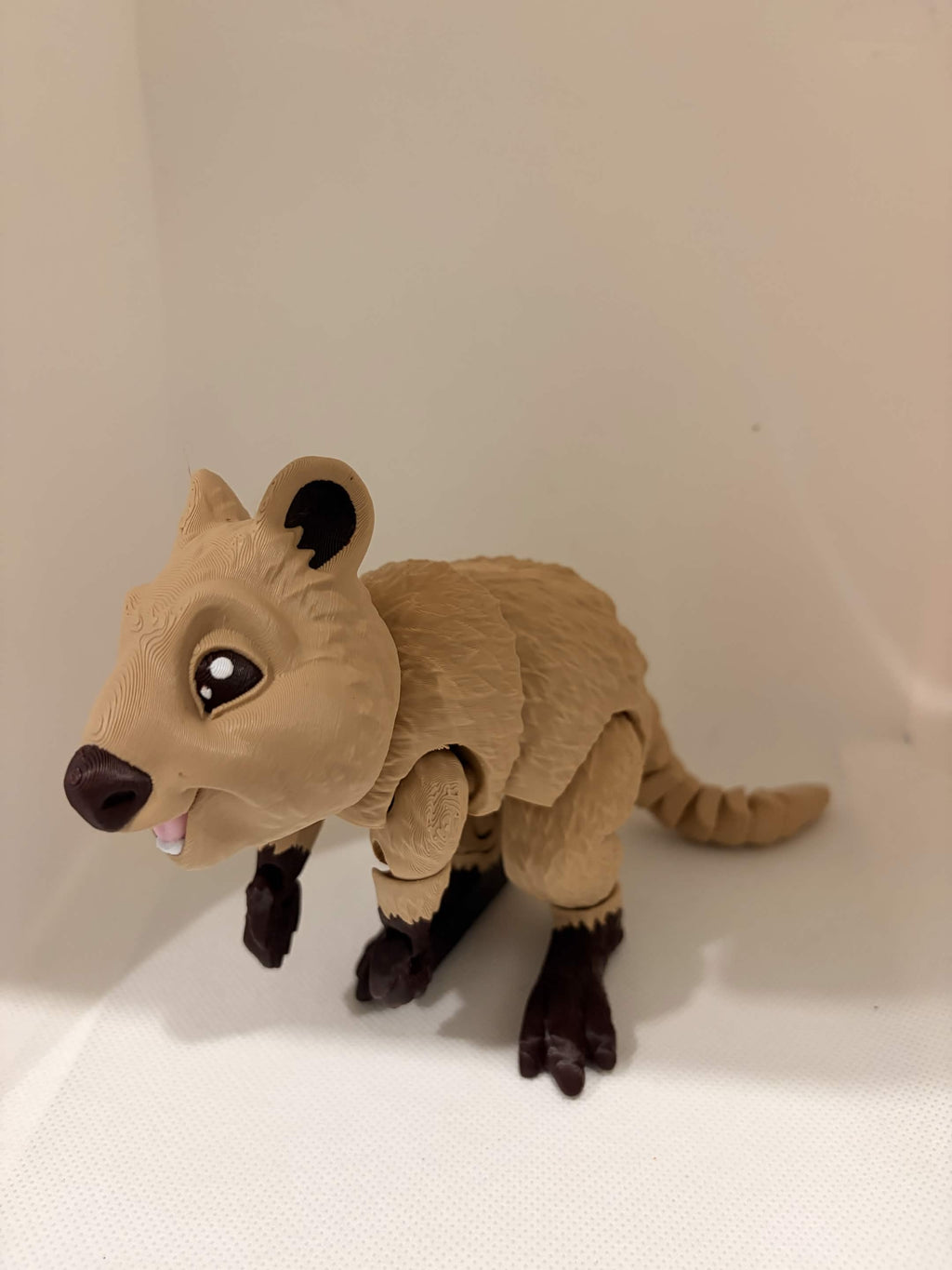 quokka